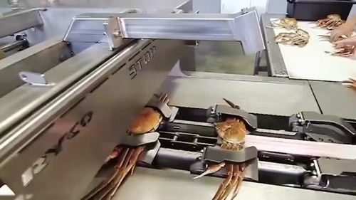 螃蟹机械化加工过程,不是亲眼所见,很难相信这是真的